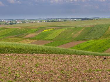 Rural fields panorama thumb