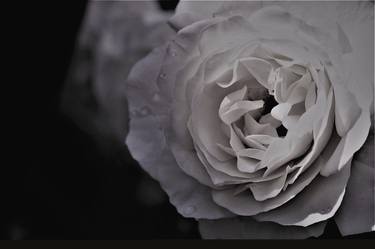 Print of Fine Art Floral Photography by Tracey Lee Cassin