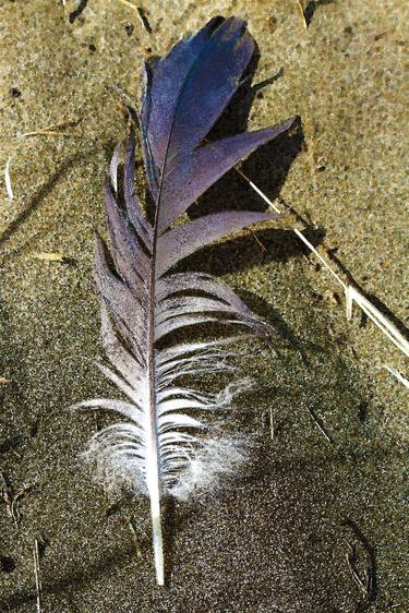 Beach Feather thumb