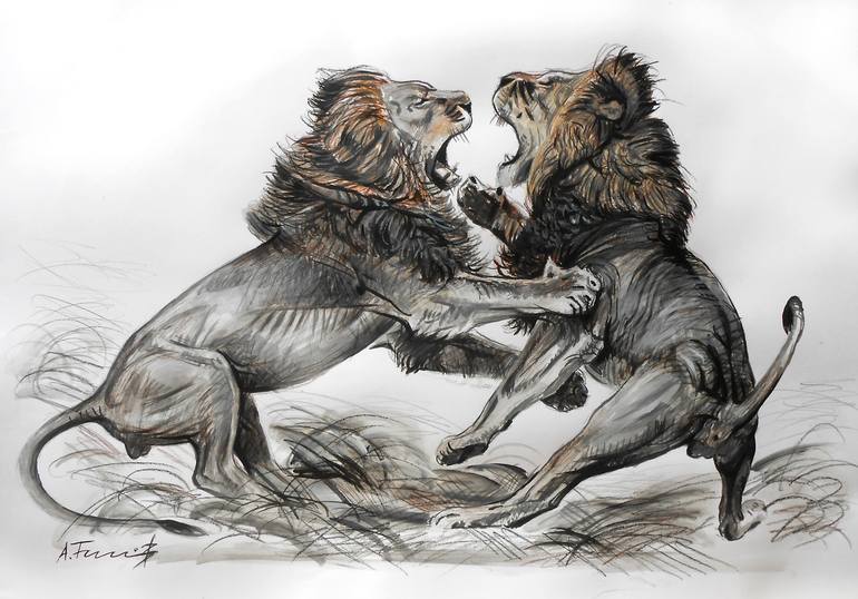 lion vs wolf real fight