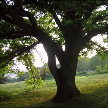 Print of Fine Art Nature Photography by Arte Omni