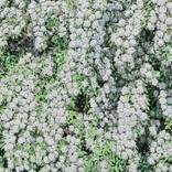 Spiraea cantoniensis Lour by kim jae hyeon