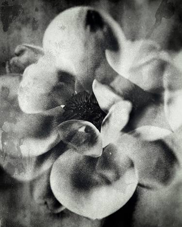 Print of Figurative Floral Photography by Louise Mira
