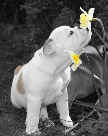 British Bulldog Puppy thumb