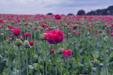 Field of Poppies thumb