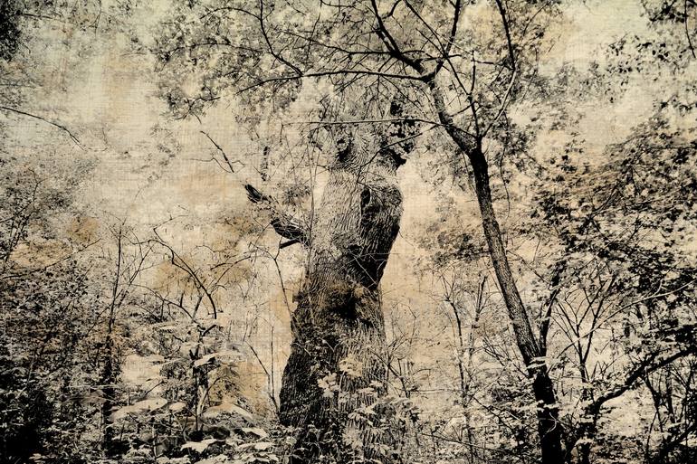 Oak Forest - Limited Edition of 6 Photography by Mojeane Dryad ...