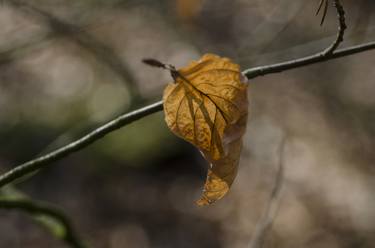 Print of Botanic Photography by Hein de Vries