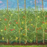 Tomatoes and Zucchini by David Bowker