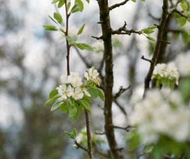 Saatchi Art Artist Marko Zamurovic; Photography, “Blooming Tree - Limited Edition 1 of 5” #art