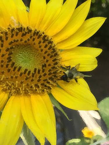 Sunflower and Bee - Limited Edition of 1 thumb