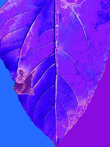 NFT- Sunflower Leaf Purple, Blue 3357.5 canvas- Limited Edition of 1 thumb