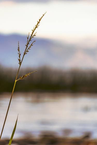 Print of Fine Art Nature Photography by Lucy Brown