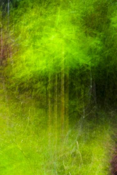 Print of Abstract Expressionism Tree Photography by Lucy Brown