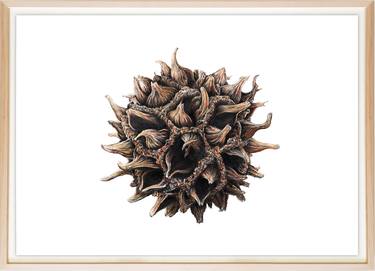 Sweetgum pods thumb