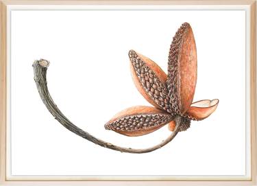 Original Minimalism Botanic Drawings by oliver ashworth-martin