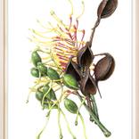 Grevillea Robusta pods by oliver ashworth-martin