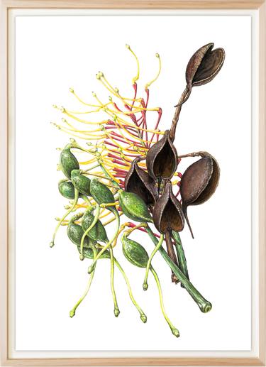 Original Botanic Drawings by oliver ashworth-martin