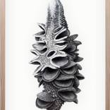 augmented study - banksia (i) by oliver ashworth-martin