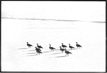 Geese on frozen lake thumb