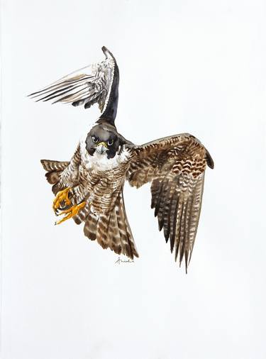 Peregrine Falcon III thumb