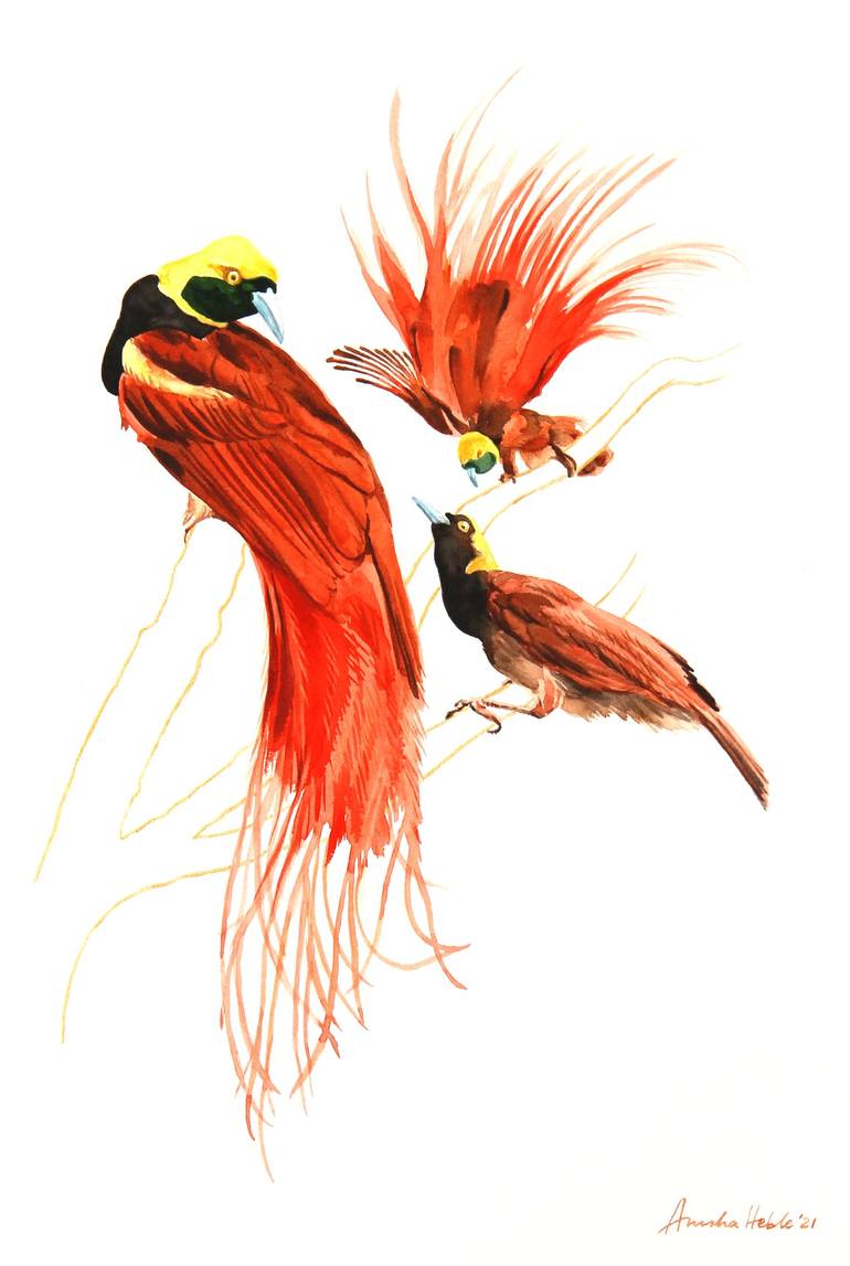 raggiana bird of paradise