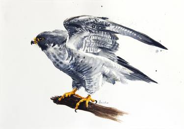 Peregrine Falcon VII thumb