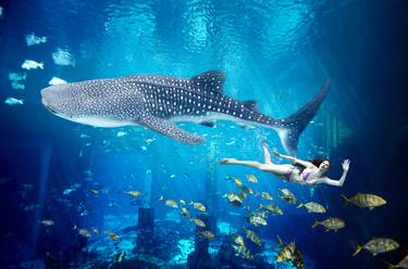 Whale Shark and Swimmer thumb