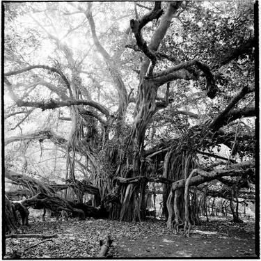 Banyan Tree thumb