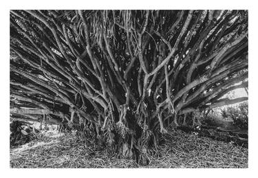 Original Conceptual Tree Photography by Karan Kapoor