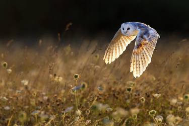 Barn Owl in magical sunlight- Limited Edition 1 of 2 thumb