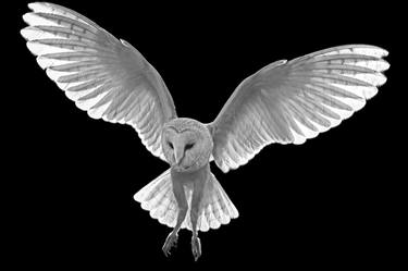 Barn Owl in Flight - Limited Edition 1 of 2 thumb
