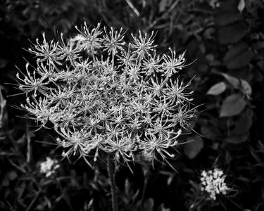 Original Documentary Botanic Photography by Laura Campbell