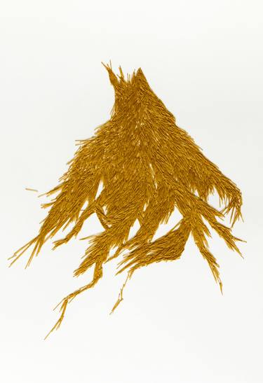 Seaweed of golden fire thumb