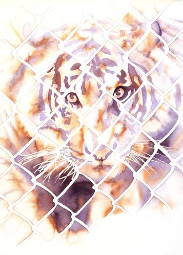 Watercolor painting of tiger looking through cage at San Diego Zoo Safari Park- California thumb