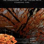 Einstein - Mirror of Impression by Thomas Rosenthal
