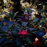 Collection Jardin