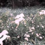 Collection Nocturnes of Silence
