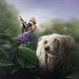 Did I want be you ? by Art Vorden