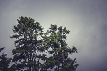 Print of Nature Photography by Oscar González