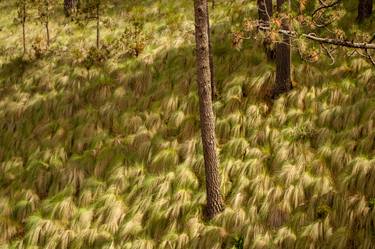 Print of Realism Nature Photography by Oscar González