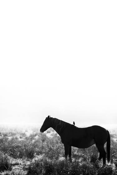 Print of Realism Horse Photography by Iwona Kosicka