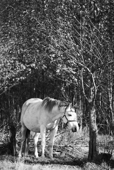 Print of Documentary Horse Photography by Iwona Kosicka