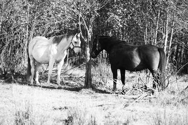 Print of Documentary Horse Photography by Iwona Kosicka