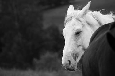 Print of Modern Horse Photography by Iwona Kosicka