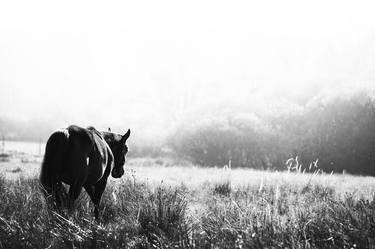 Print of Documentary Horse Photography by Iwona Kosicka