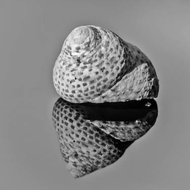 Snail shell mirroring - Limited Edition 1 of 1 thumb