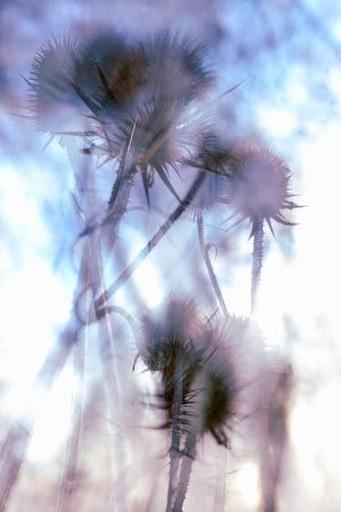 Original Fine Art Botanic Photography by Daniel Freed