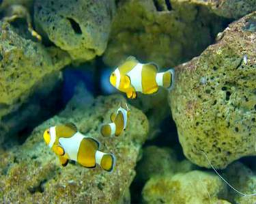 Clown fishes thumb