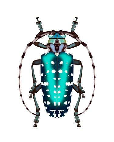 Turquoise Dot Beetle thumb