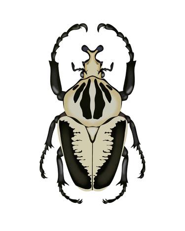 Goliath Beetle thumb